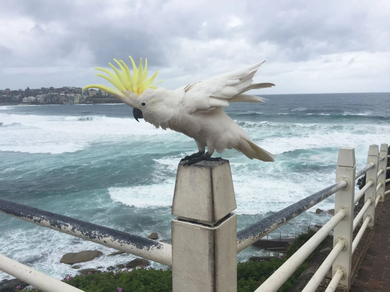 Sulphur Crested Cockatoo