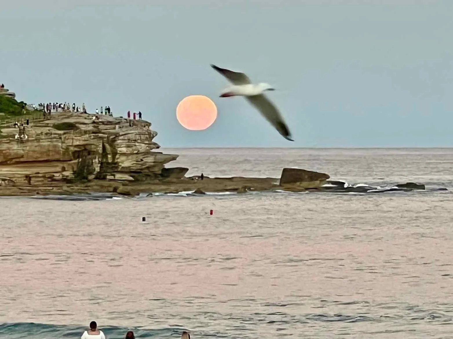 Bondi History | Flower Moon 