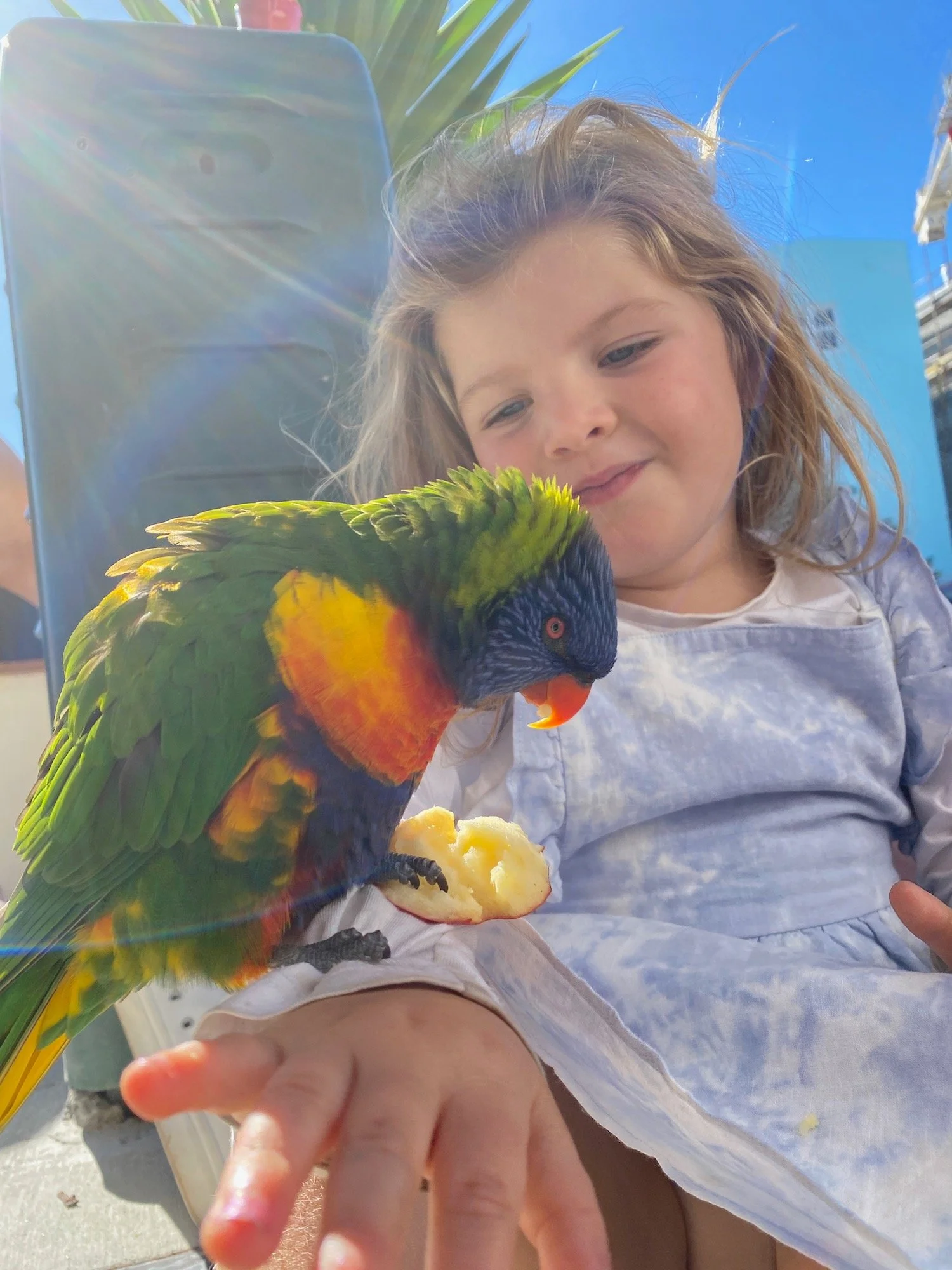 Lost Lorikeet