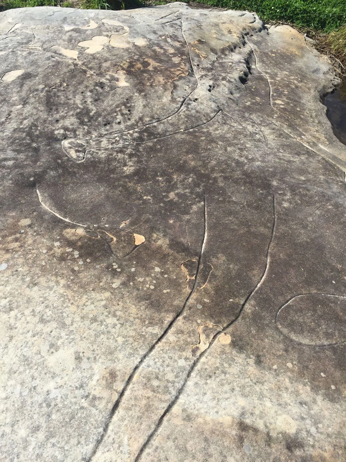 Aboriginal Engravings in the Bondi Area