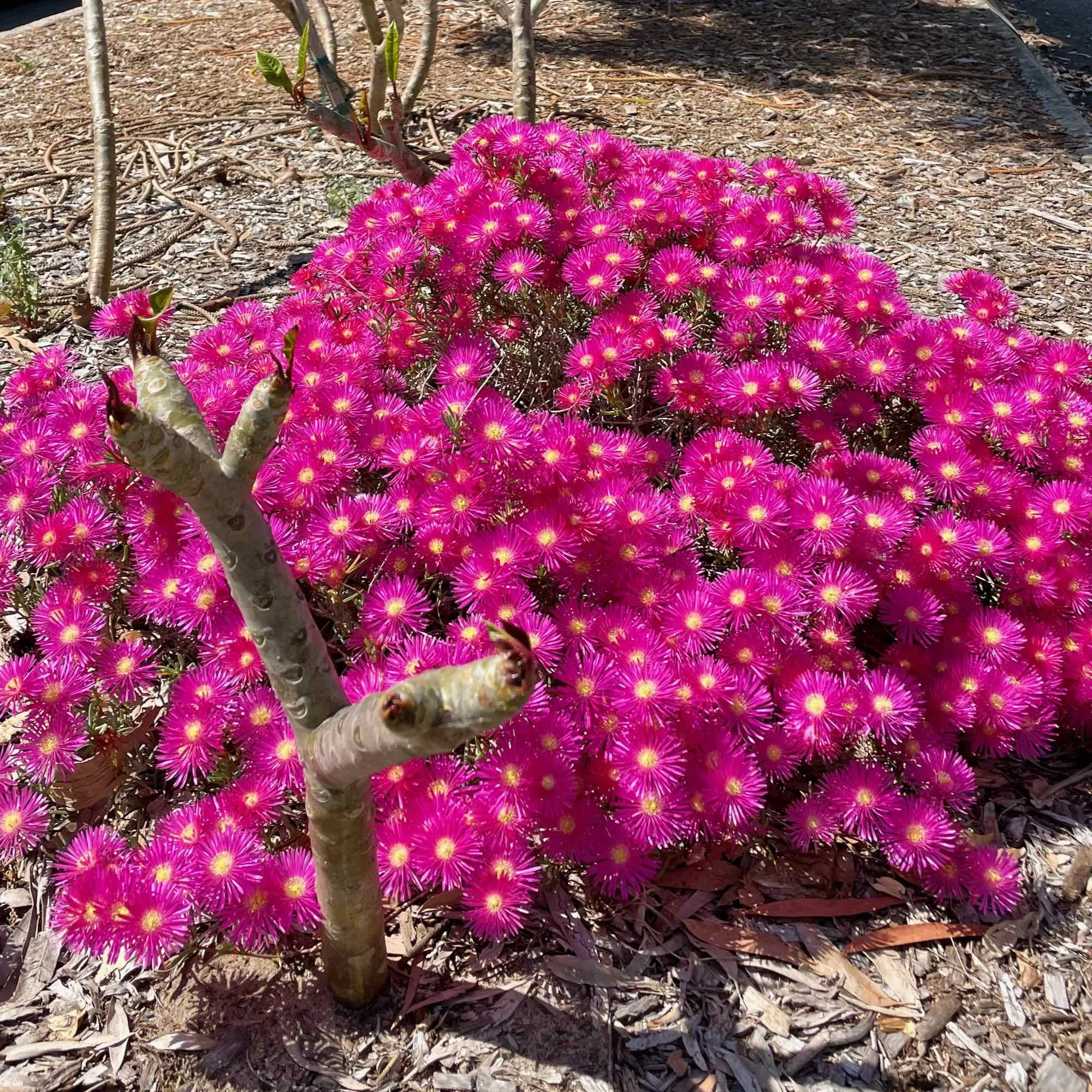 Paper Daisies on Warners Avenue