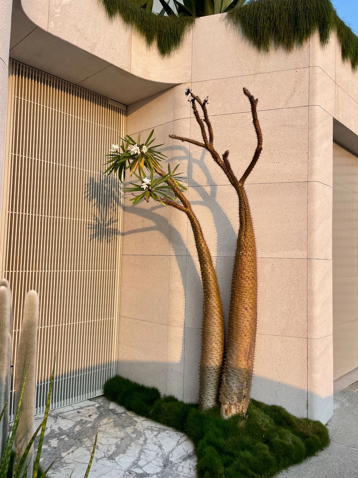 Madagascar Palm Pachypodium