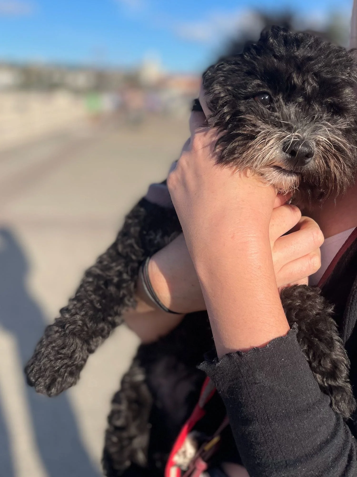 Lola the Dog