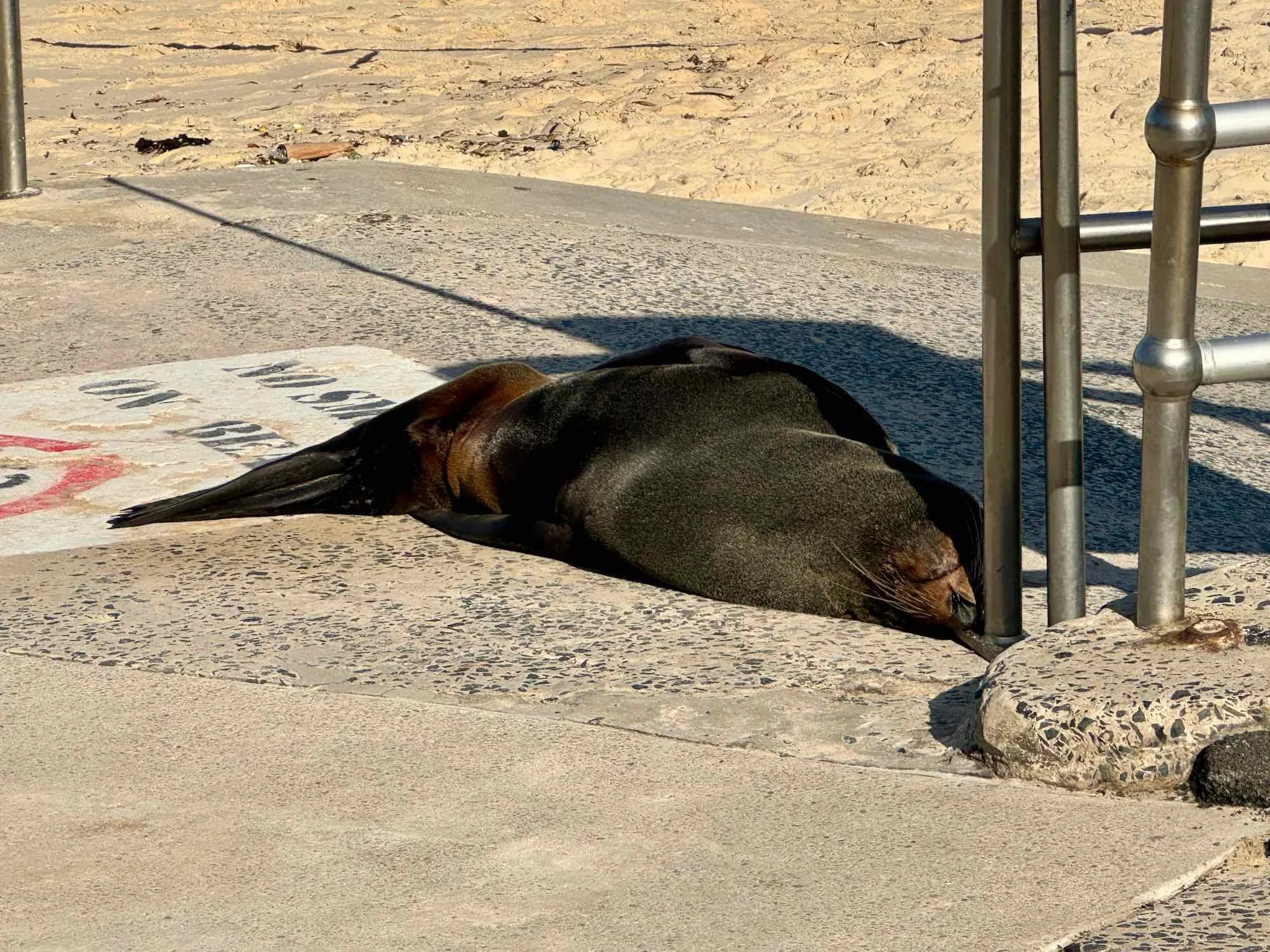 Sleepy Seal Spotting