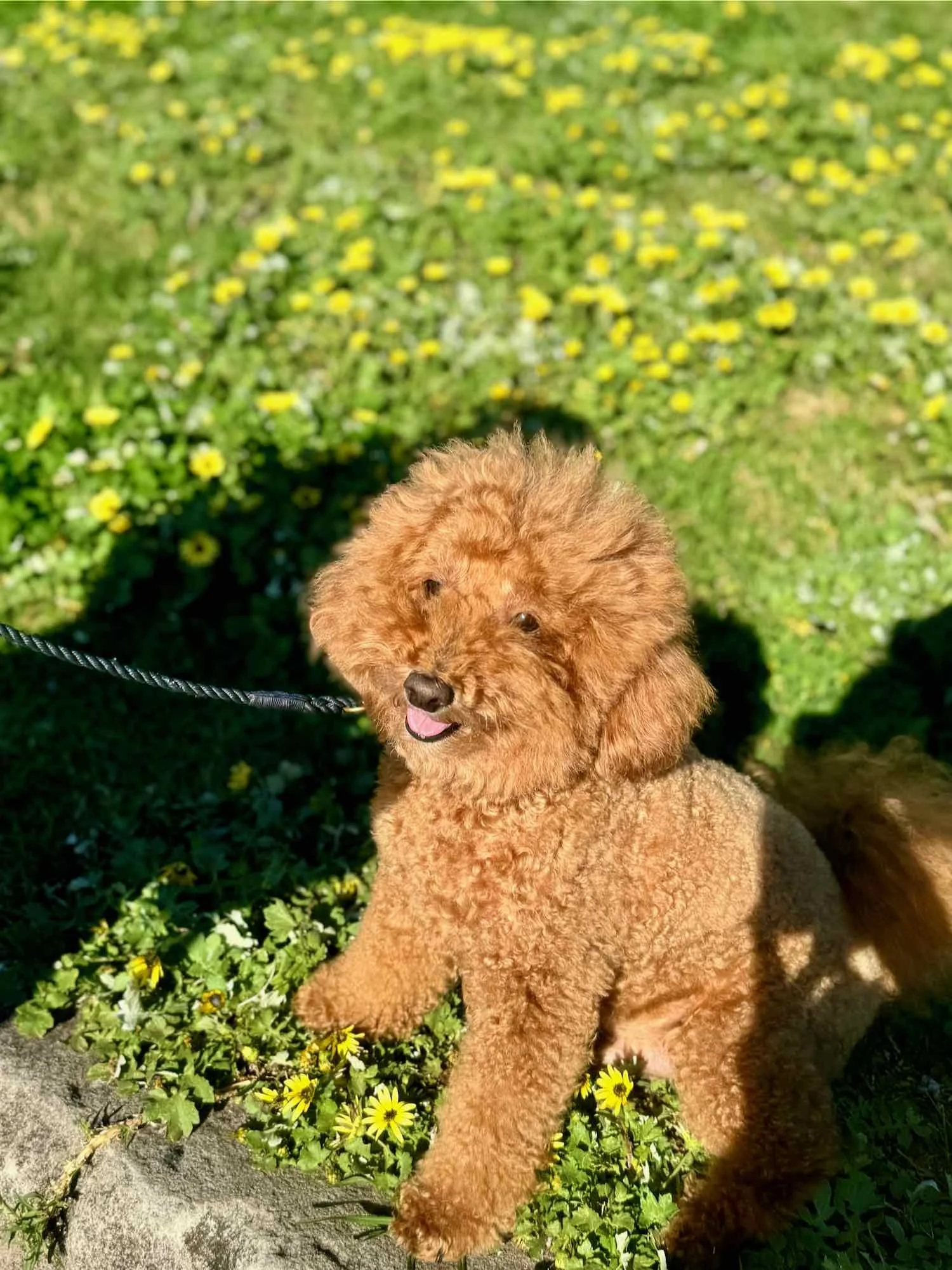 Winston on International Doggy Dog Day