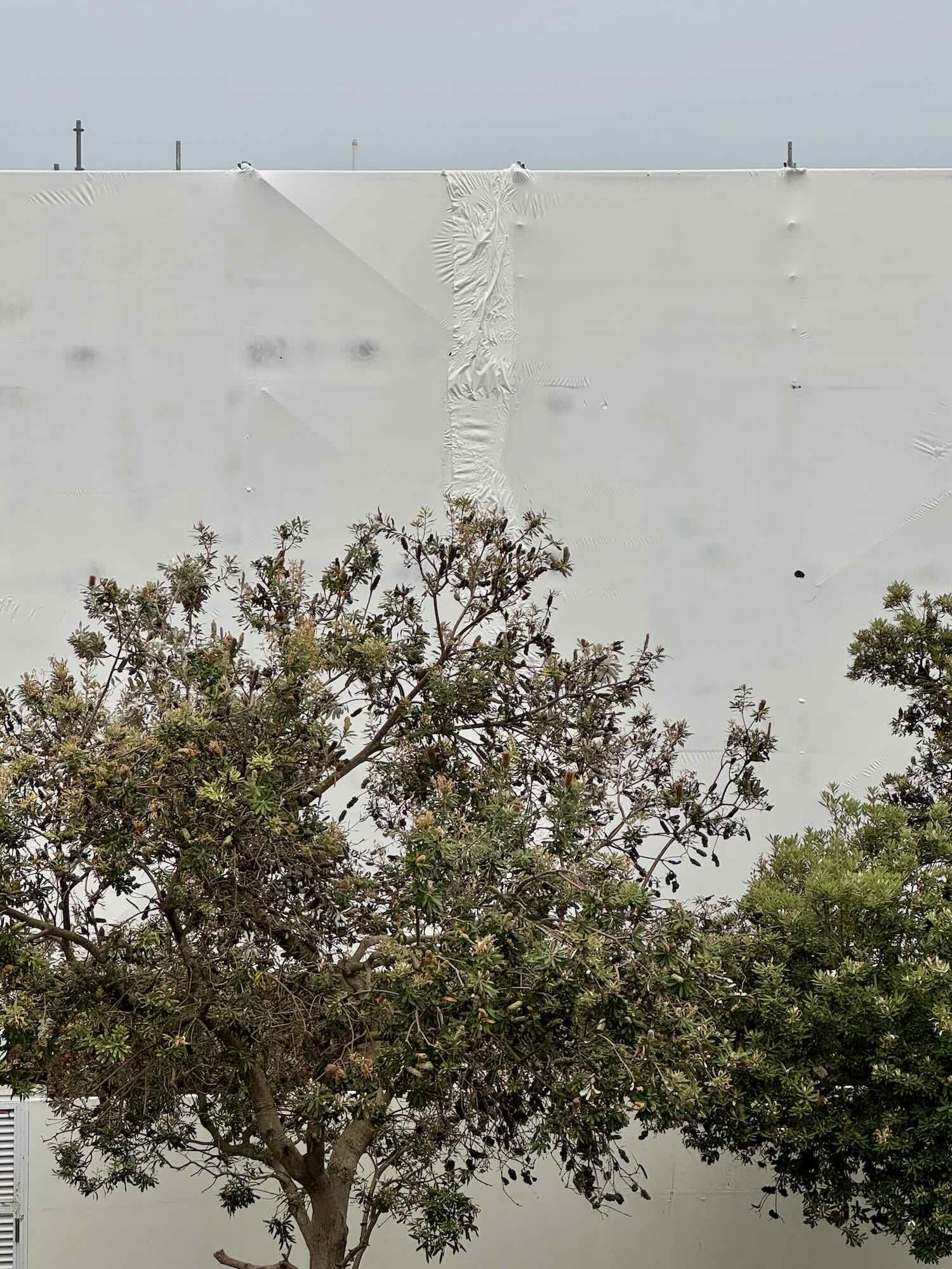 Banksias on Brighton Boulevard