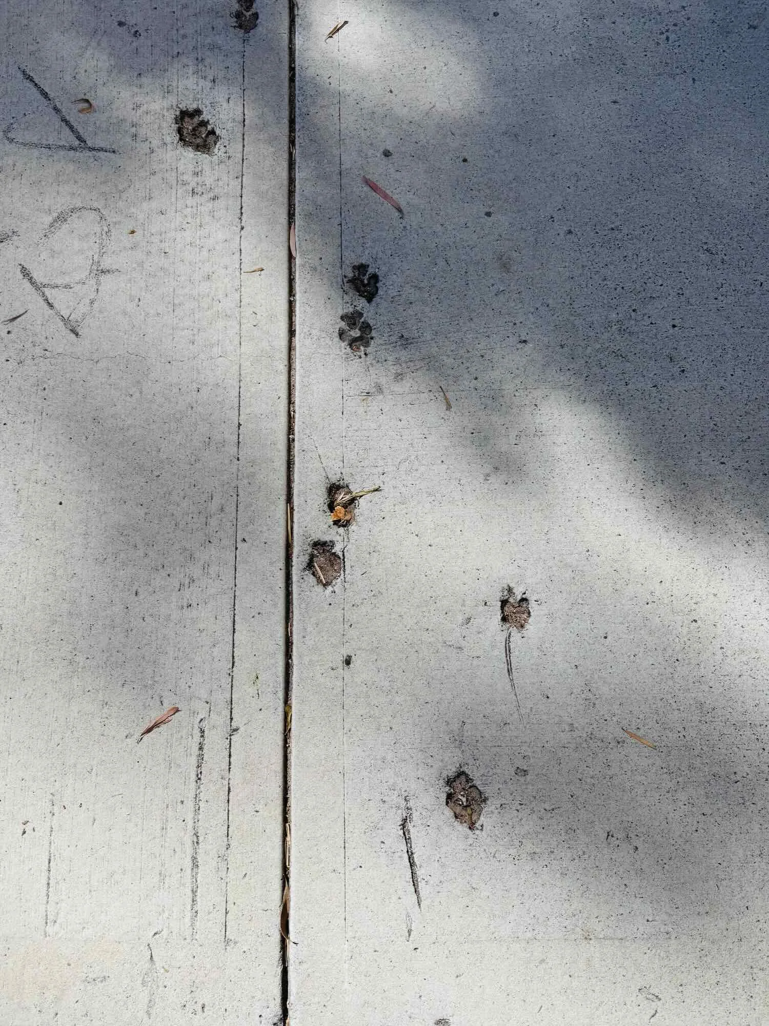 The Pitter Patter of Little Paws