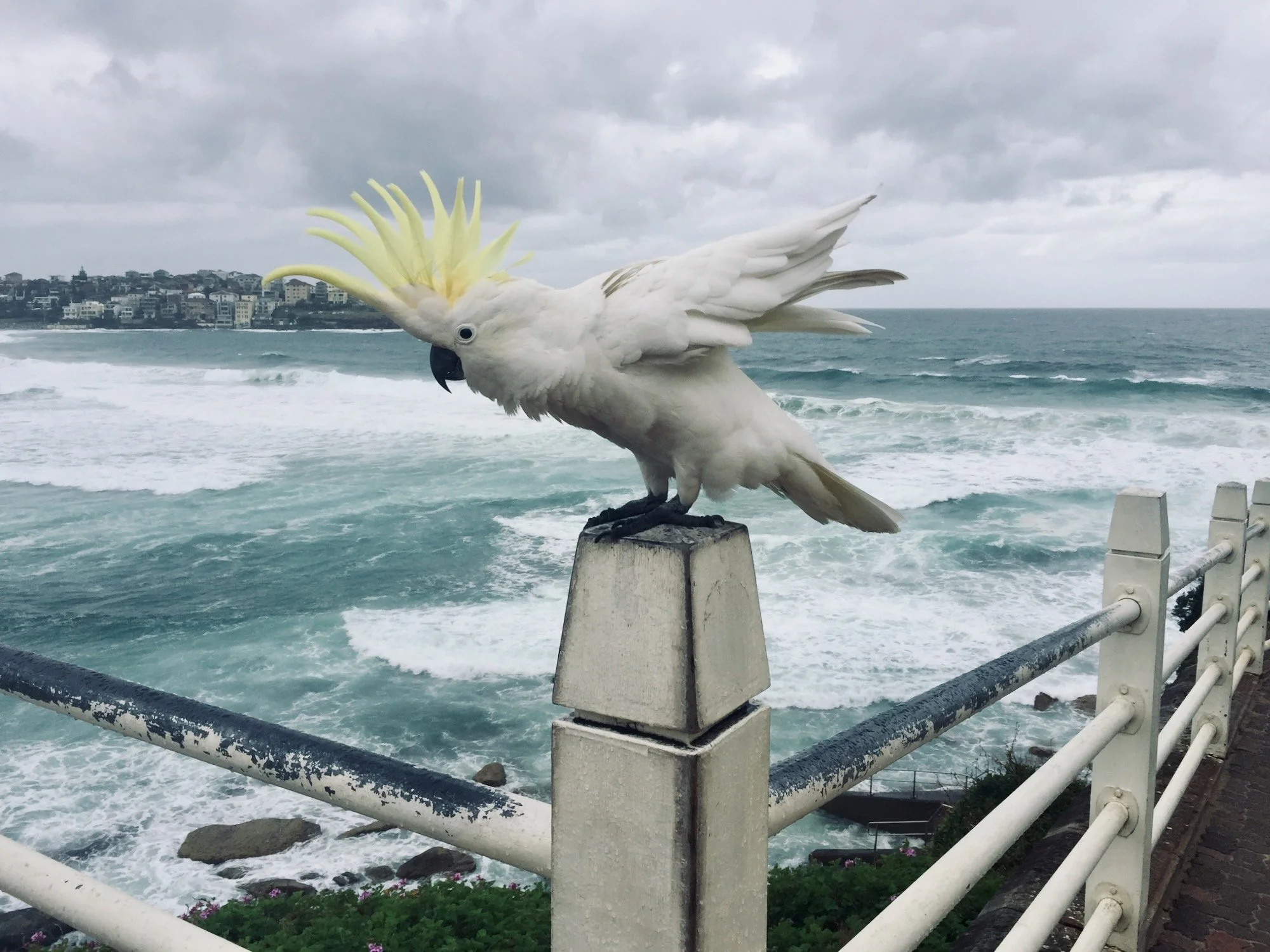Cockatoo