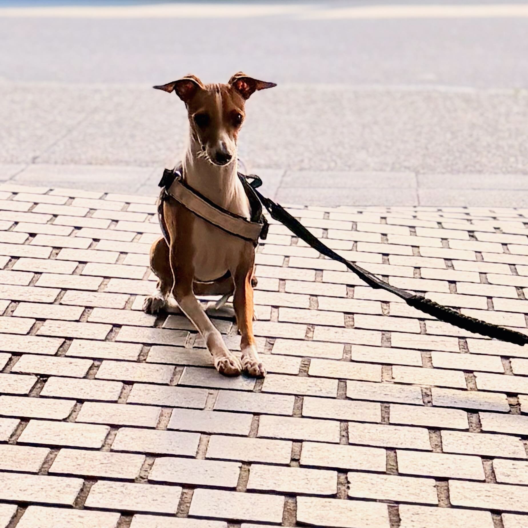 Ziggy Waiting Patiently