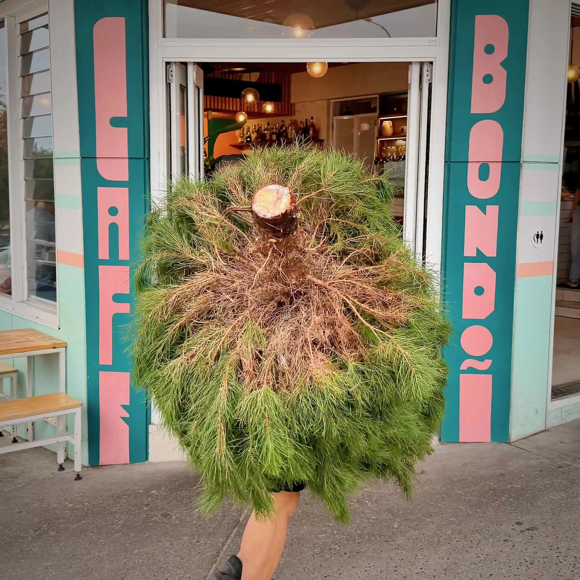 Christmas Tree Walking