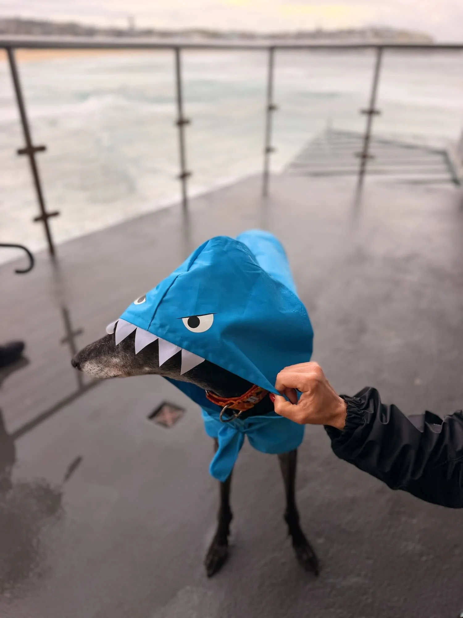 Toby: Shark Dog