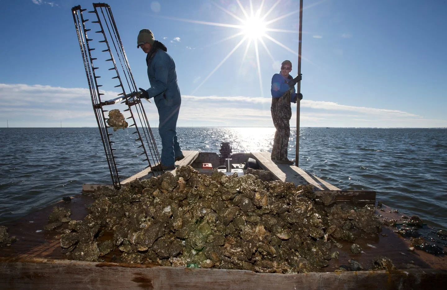 This once iconic oyster industry crashed. Soon, harvesting will begin again.