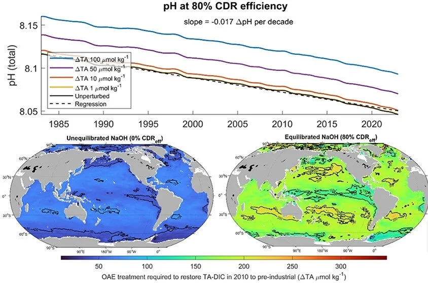 Substantial Limitations of Ocean Alkalinity Enhancement in Mitigating the Negative Impacts of Ocean Acidification on Marine Calcifiers