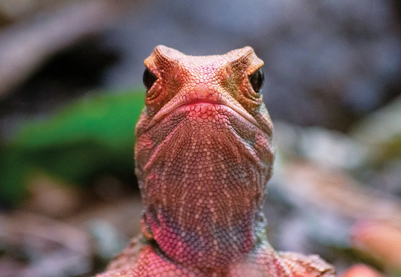 Rising Temperatures Could Trigger a Reptile Sexpocalypse