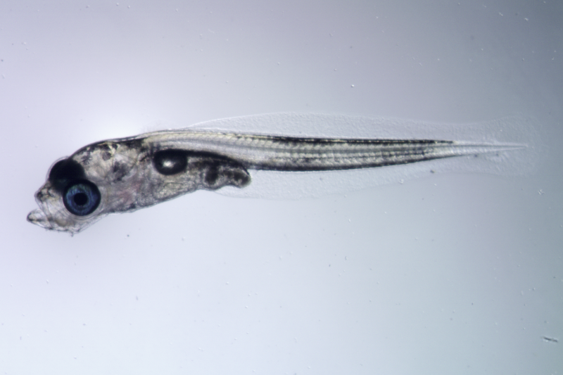 Pacific Cod Gene Expression Analysis Reveals how Changing Oceans Impact Larvae