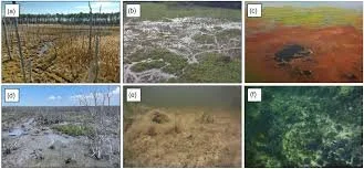A Synthesis of Plant Mass Mortality Events in Coastal Ecosystems