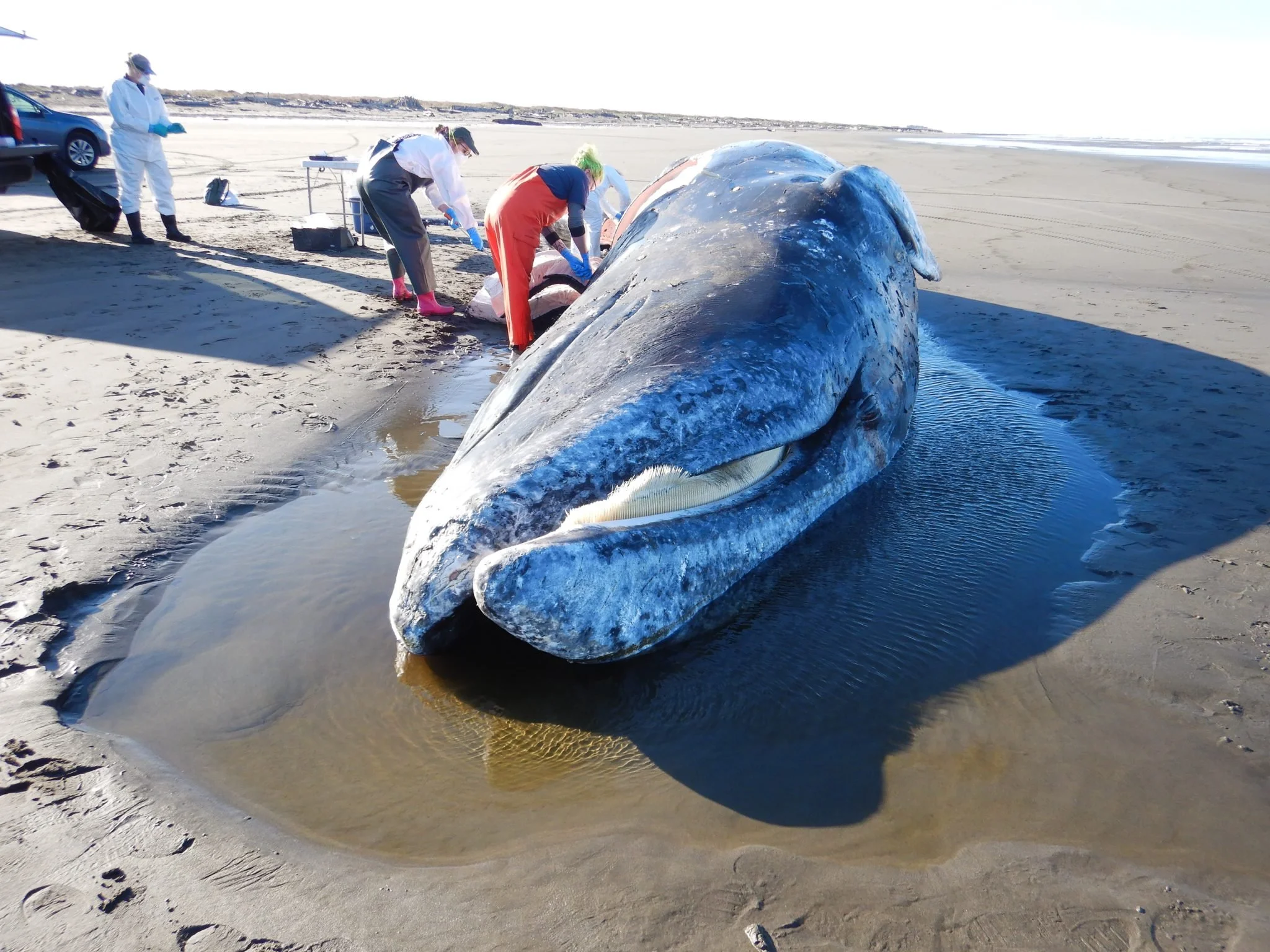 Early season sightings and strandings of gray whales in Washington indicate this species is in more trouble than we thought