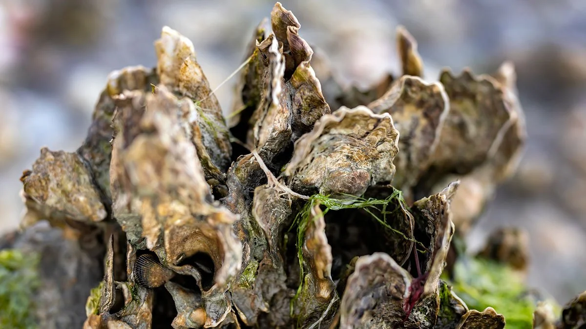 Oysters Clean Up More Nitrogen Pollution Than We Thought