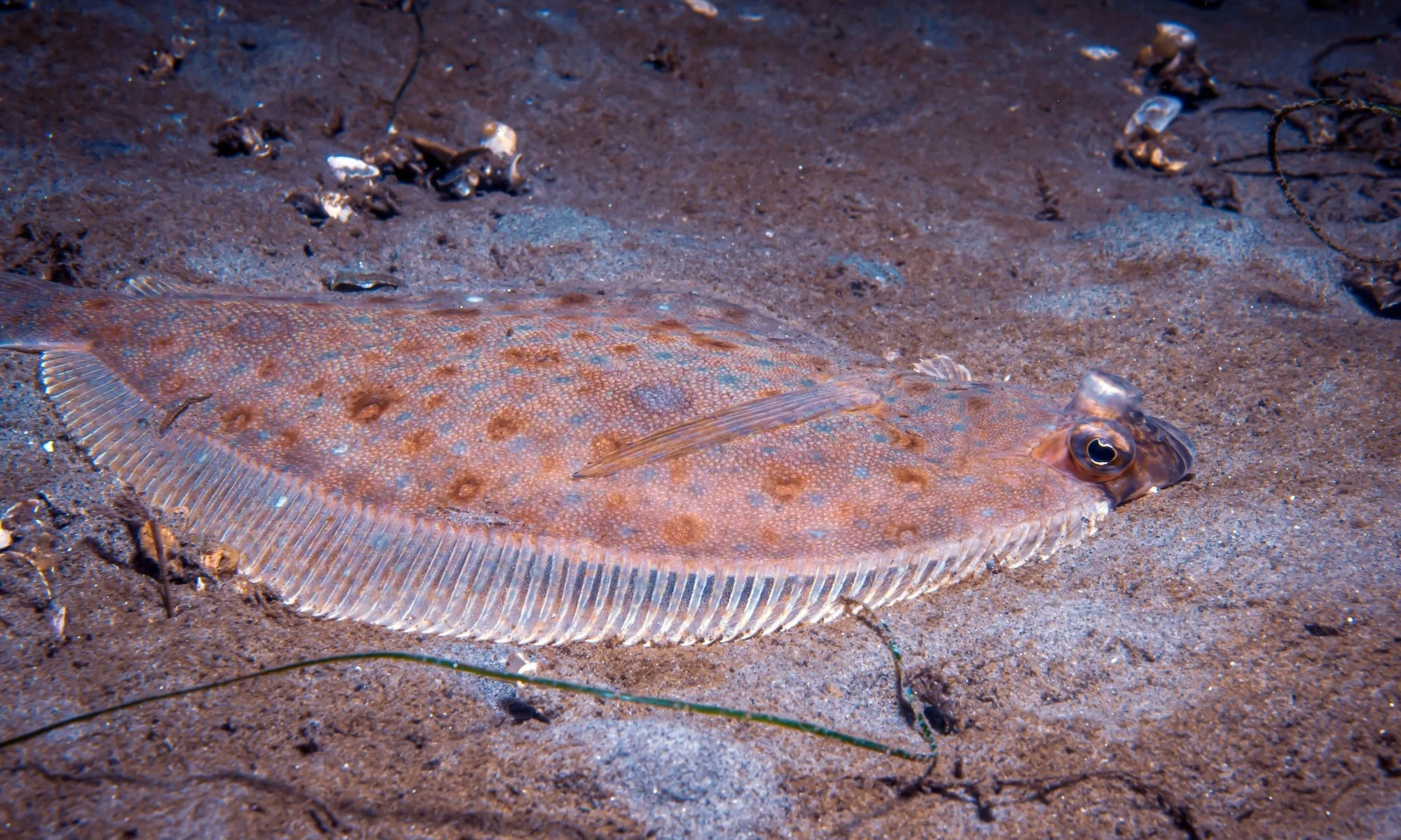 New Research Highlights the Growing Threat of Ocean Deoxygenation to Pacific Fisheries