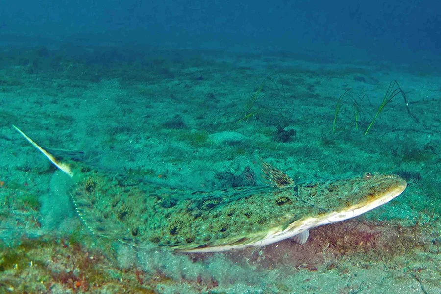 What Pacific halibut can teach us about ocean iron fertilization research