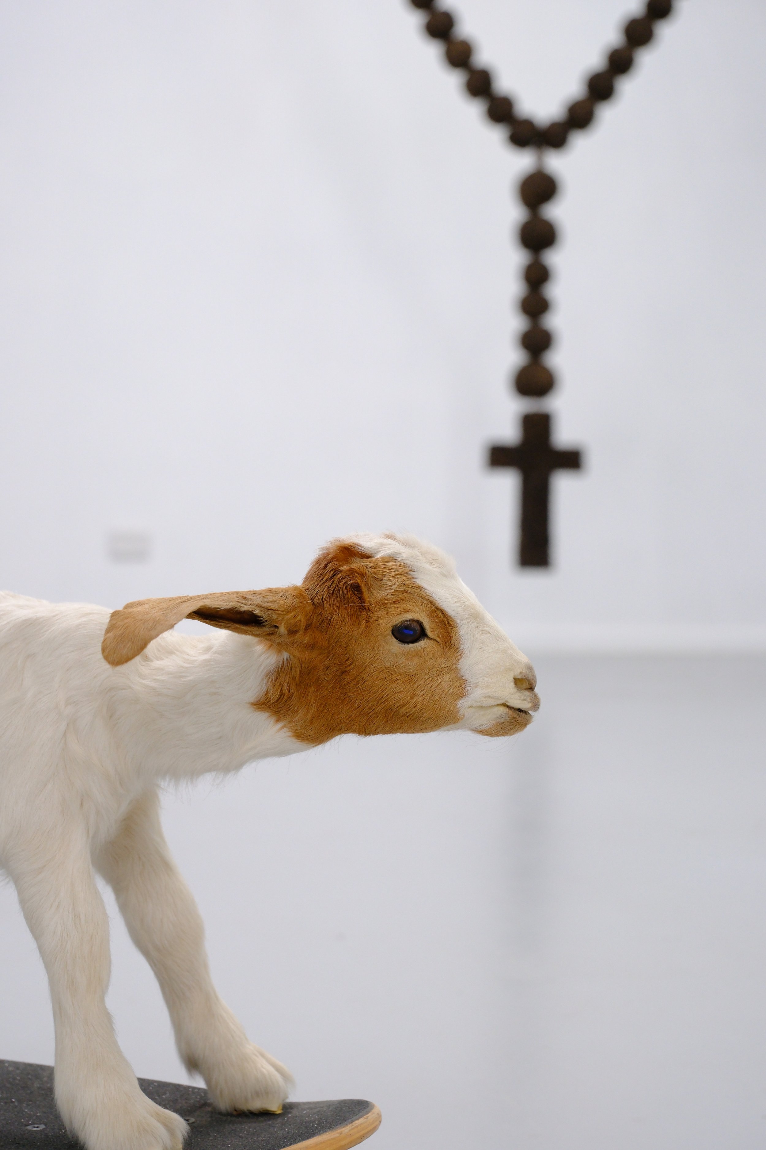 stock show-5.JPG