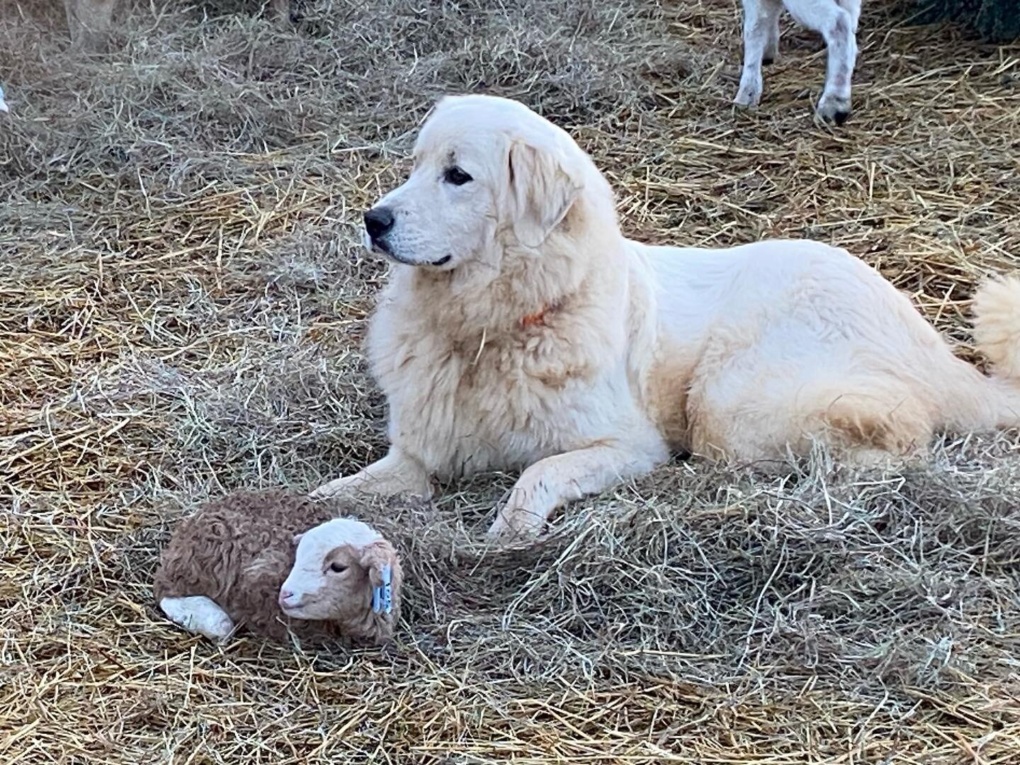 Our adolescent livestock guardian dogs are settling into their roles as lamb protectors. Here&rsquo;s Brida watching over a sleepy little lamb. #livestockguardiandog #greatpyrenees #katahdinlambs #katahdinhairsheep #raftervfarms #armedtofarm #grassro