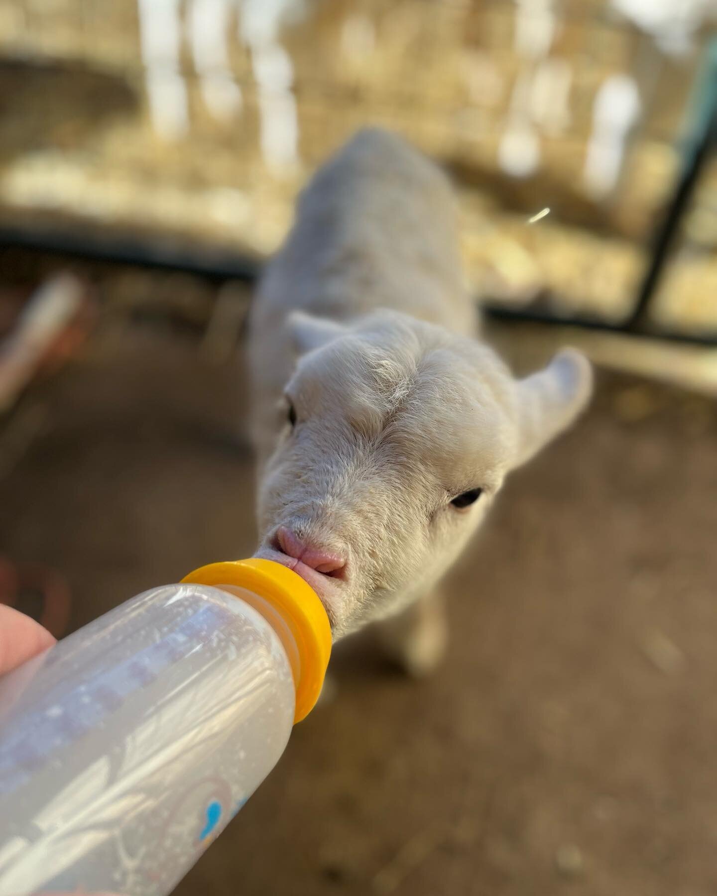 Sometimes, when a sheep has twins, she will accept one of them, but not the other.  Sometimes they accidentally get separated too soon after birth, and she will find one lamb, but not the other. This is what we believe happened with twins Freesia &am