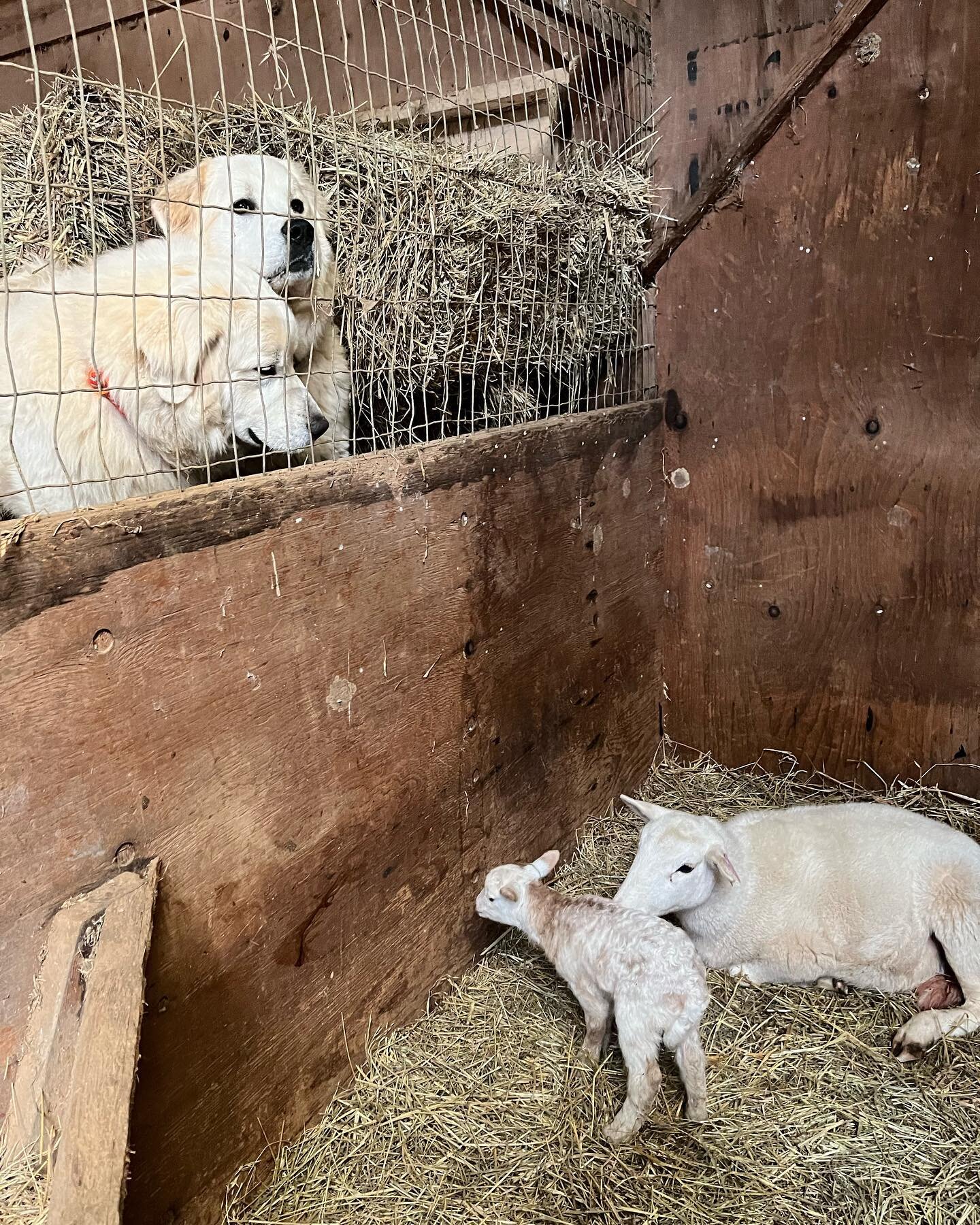 Everyone on the farm is excited about this newborn lamb!  These two Great Pyrenees, livestock guardian dogs:  Brida &amp; Stiorra, are very attentive to their newest ward!  #katahdinhairsheep #katahdinlambs #raftervfarms #livestockguardiandog #armedt
