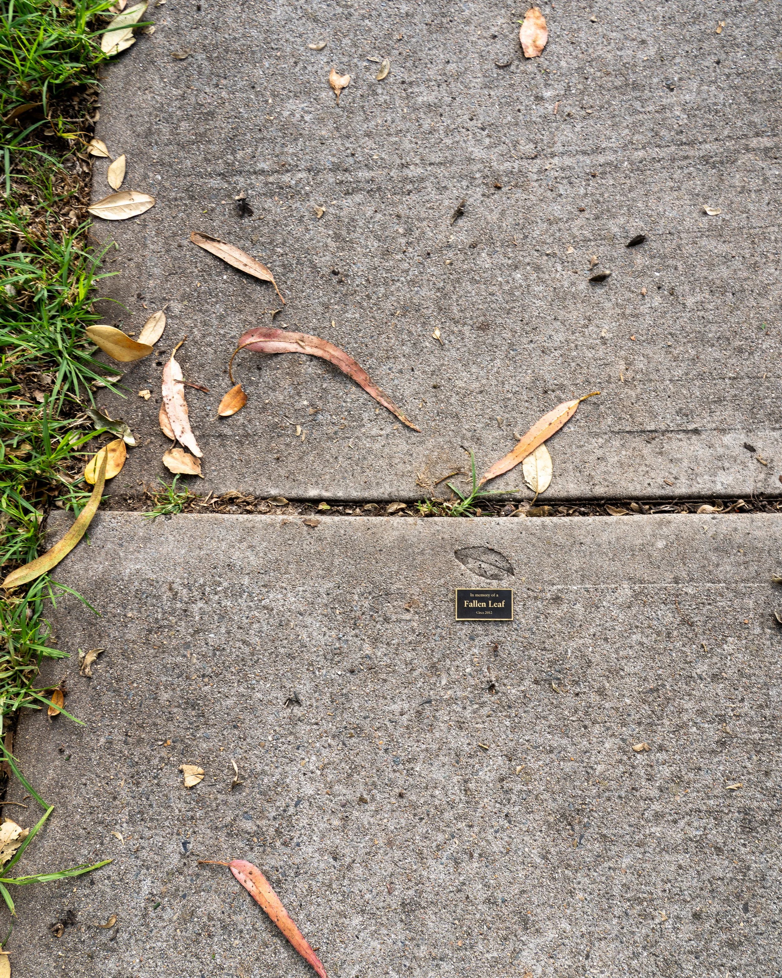 Fallen Leaf - Wide.jpg