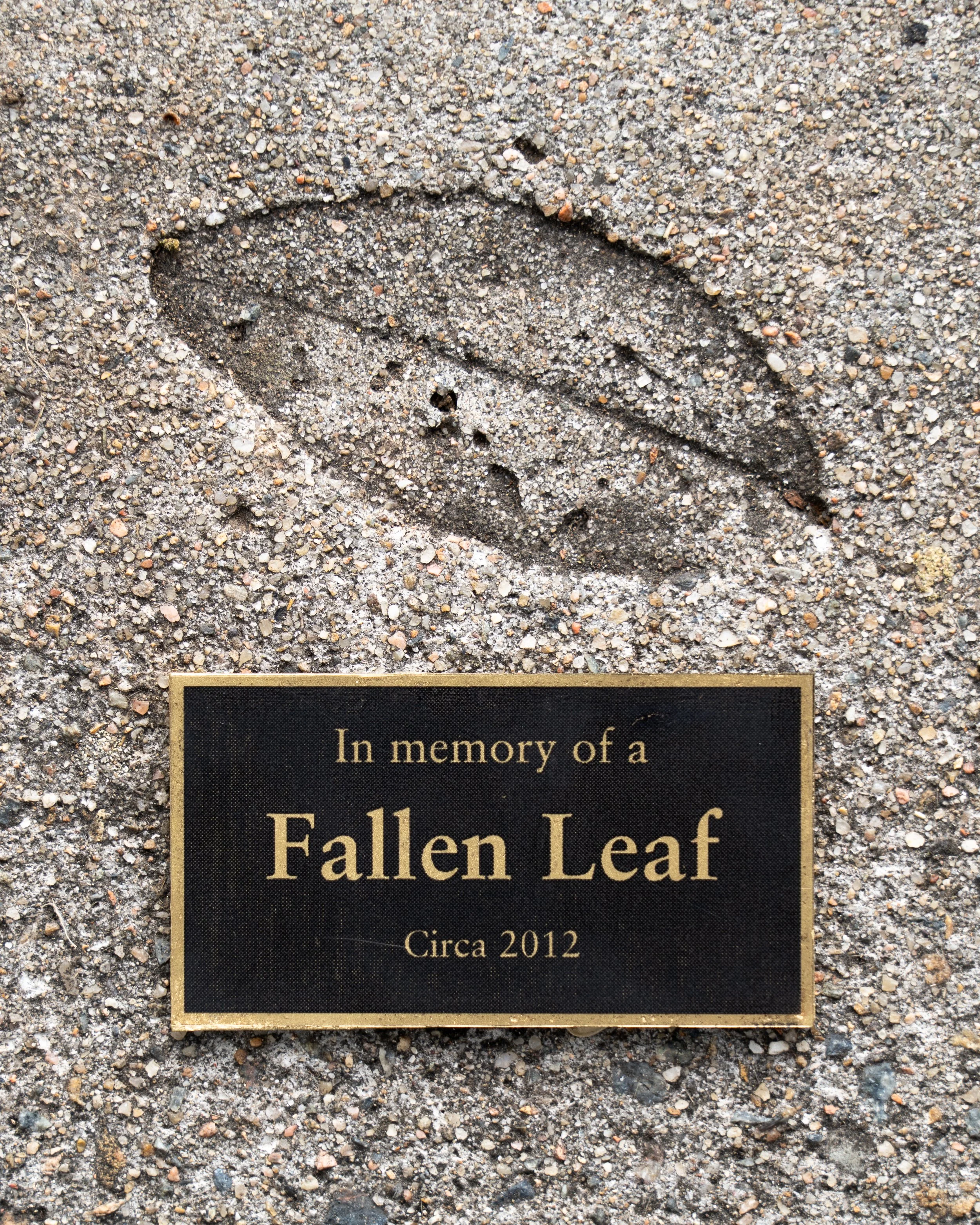 Fallen Leaf.jpg