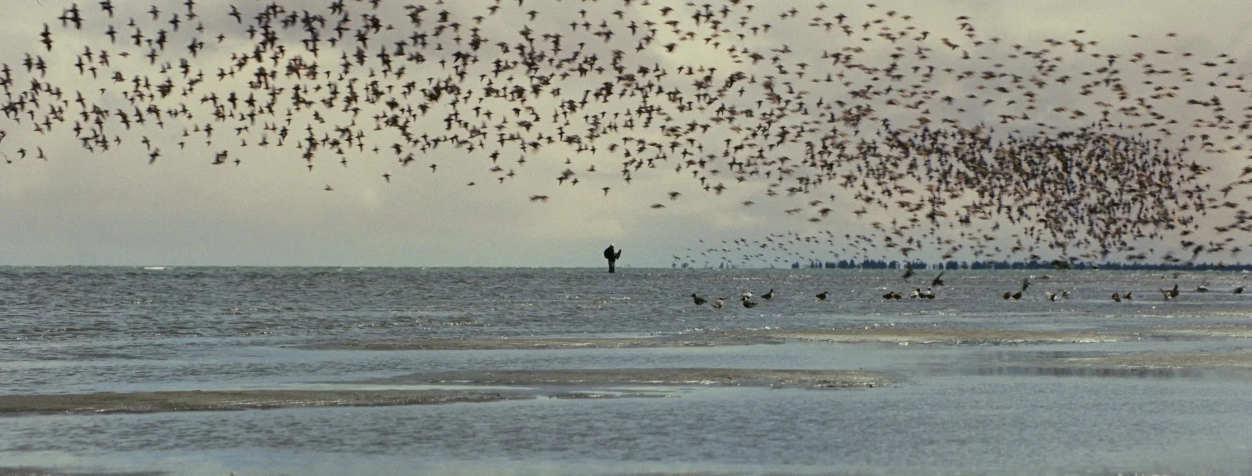 top stills_1.1.18.jpg