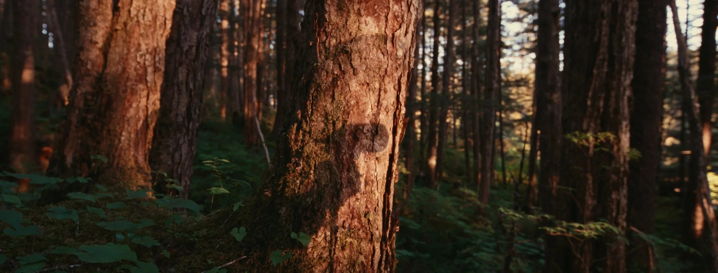 top stills_1.1.6.jpg