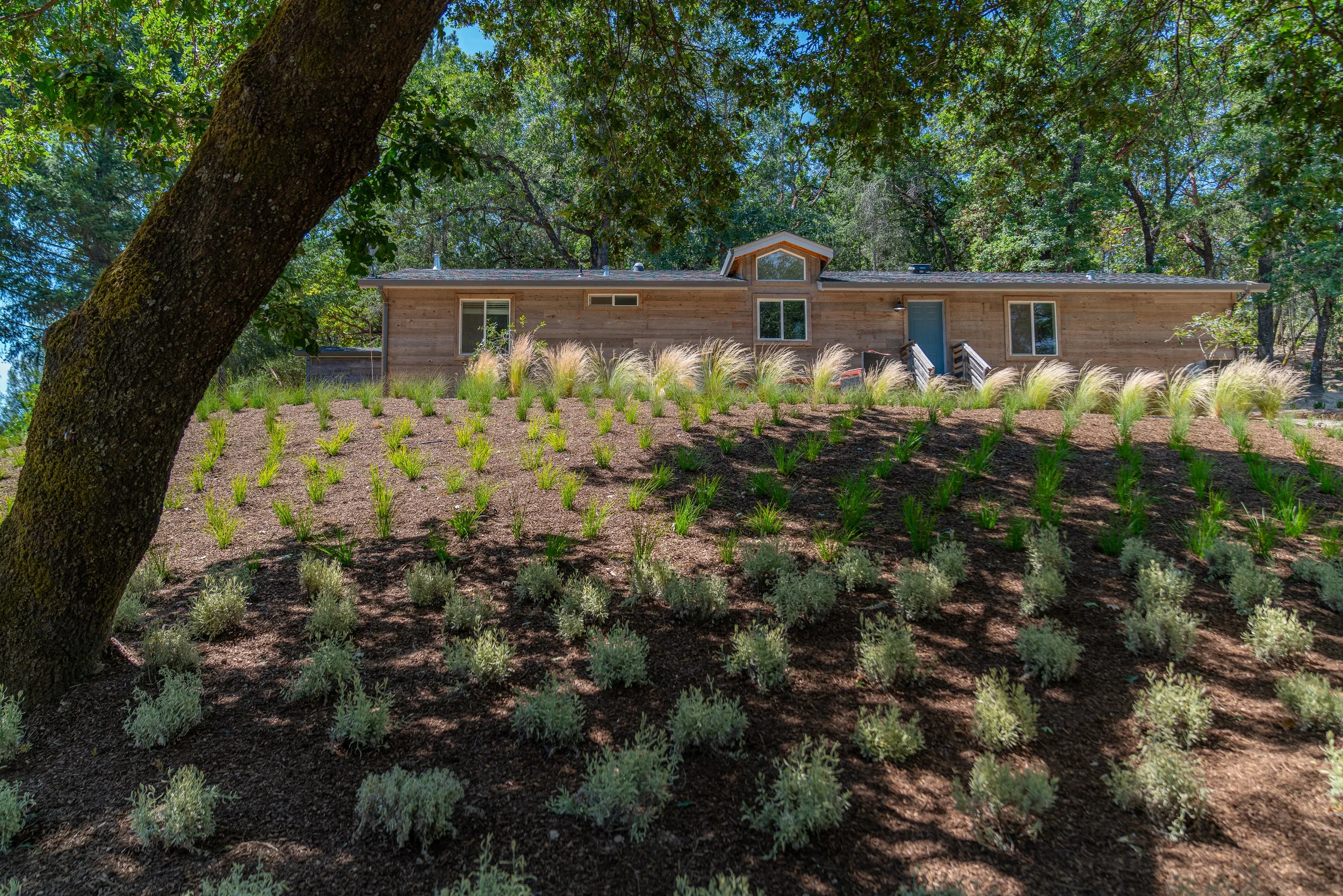 A house with wooden siding on a sloped yard with neatly arranged plants, shaded by a large tree in the foreground, under a clear blue sky.