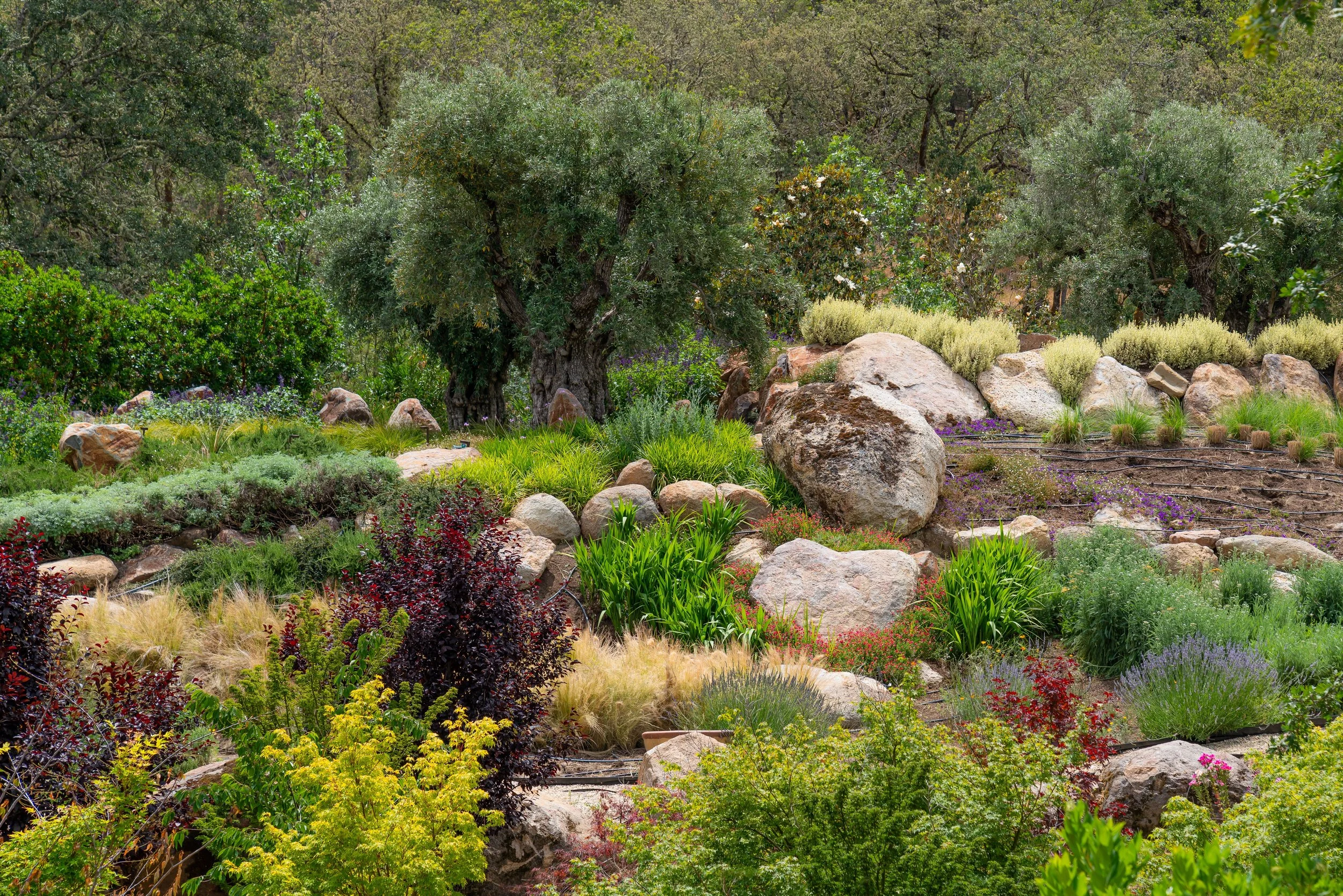 A lush landscaped garden with large rocks, various green plants, trees, and shrubs.