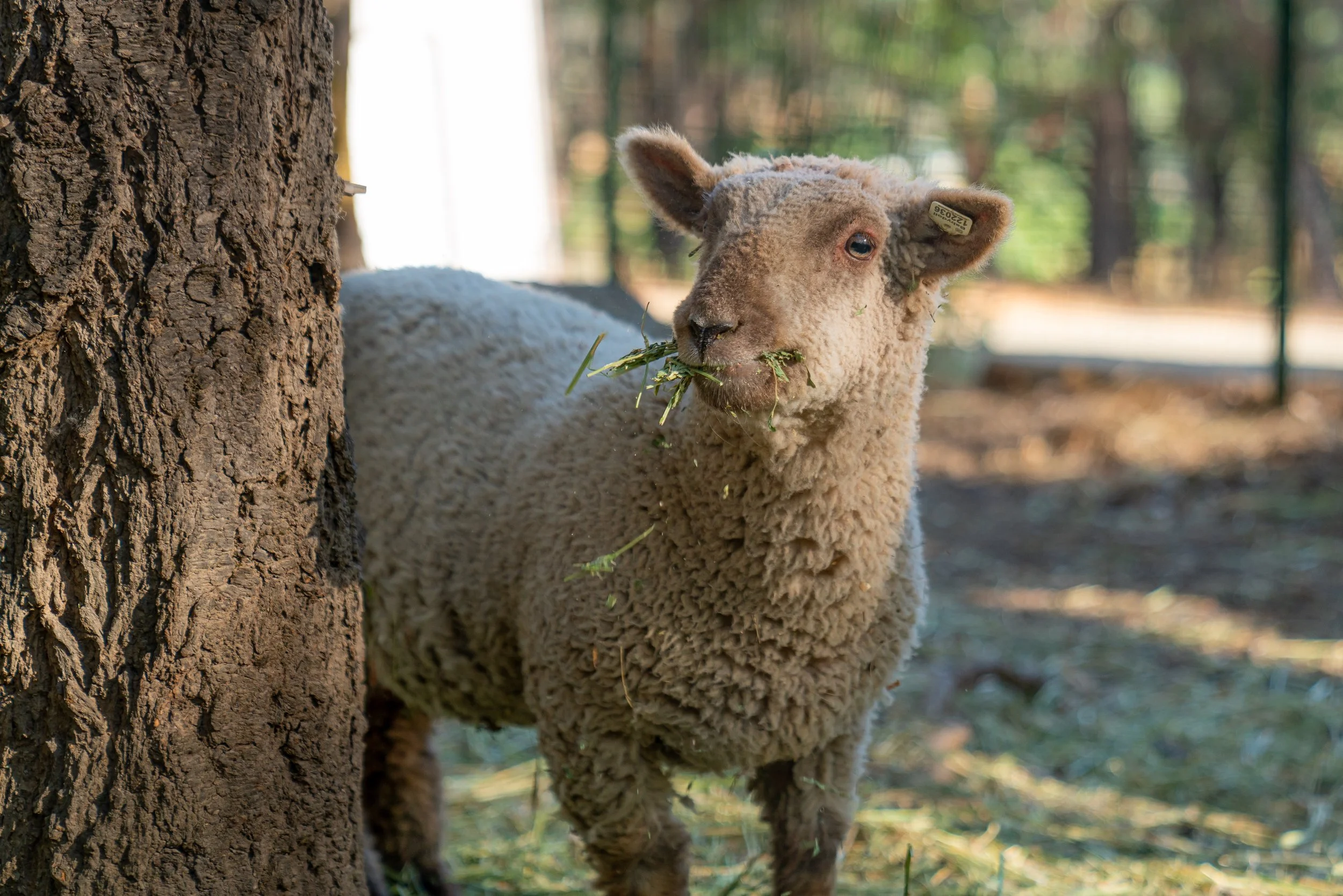 A sheep with a fluffy wool coat eating grass in a wooded outdoor area.