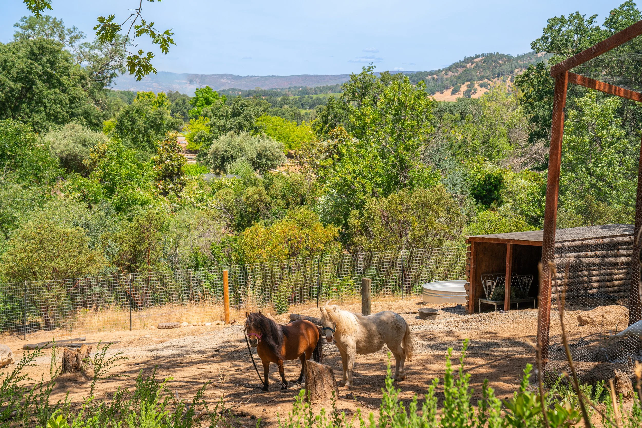 Two small horses, one dark brown and one light beige, standing on dirt ground in a fenced outdoor area with lush green trees and hills in the background.