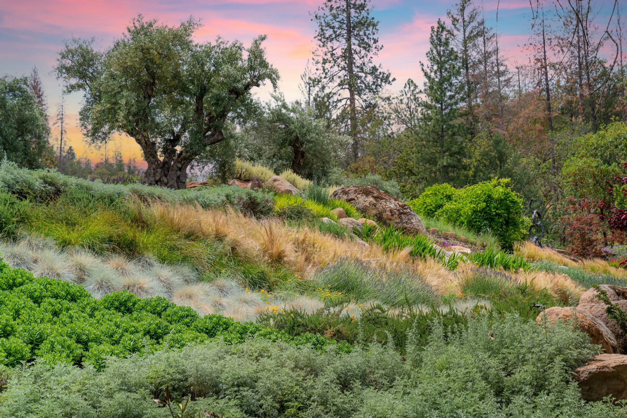 A landscaped garden hillside with a large tree, rocks, various green plants, grasses, and colorful flowering plants at sunset