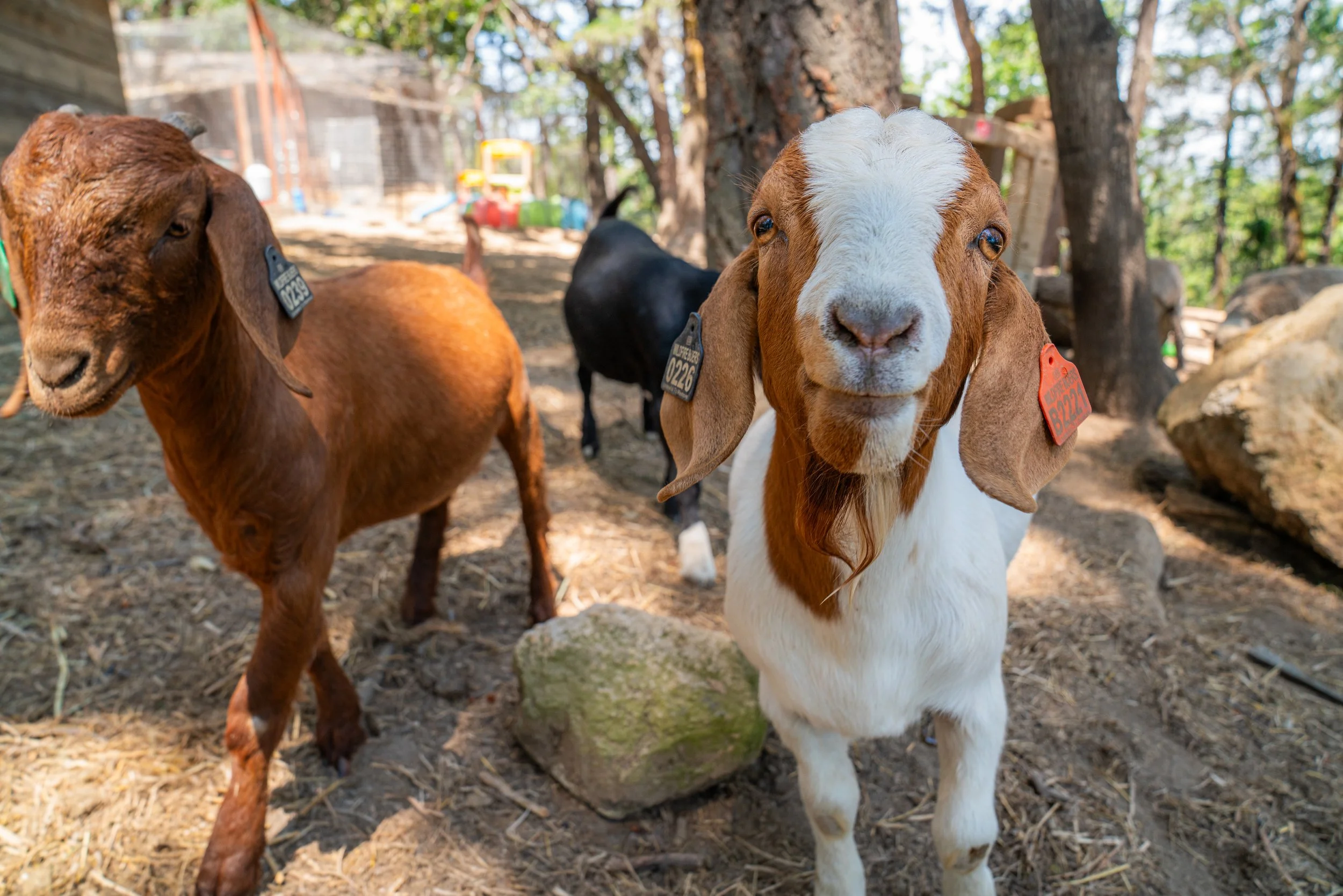Close-up of a goat with brown and white fur looking directly at the camera, with other goats and trees in the background.