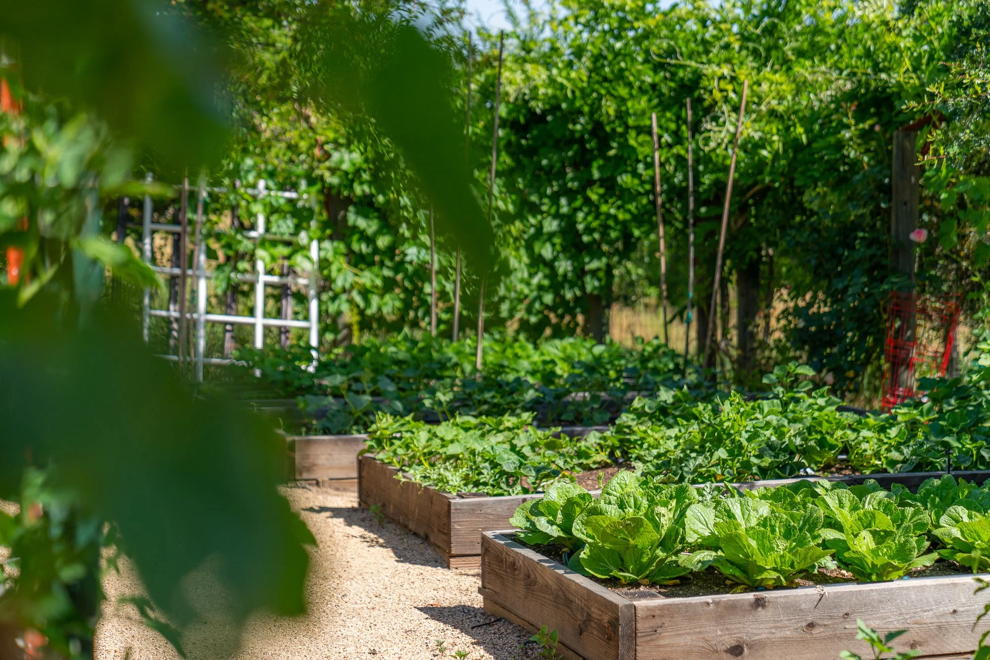 Raised garden beds with leafy green lettuce plants in a sunny backyard garden.