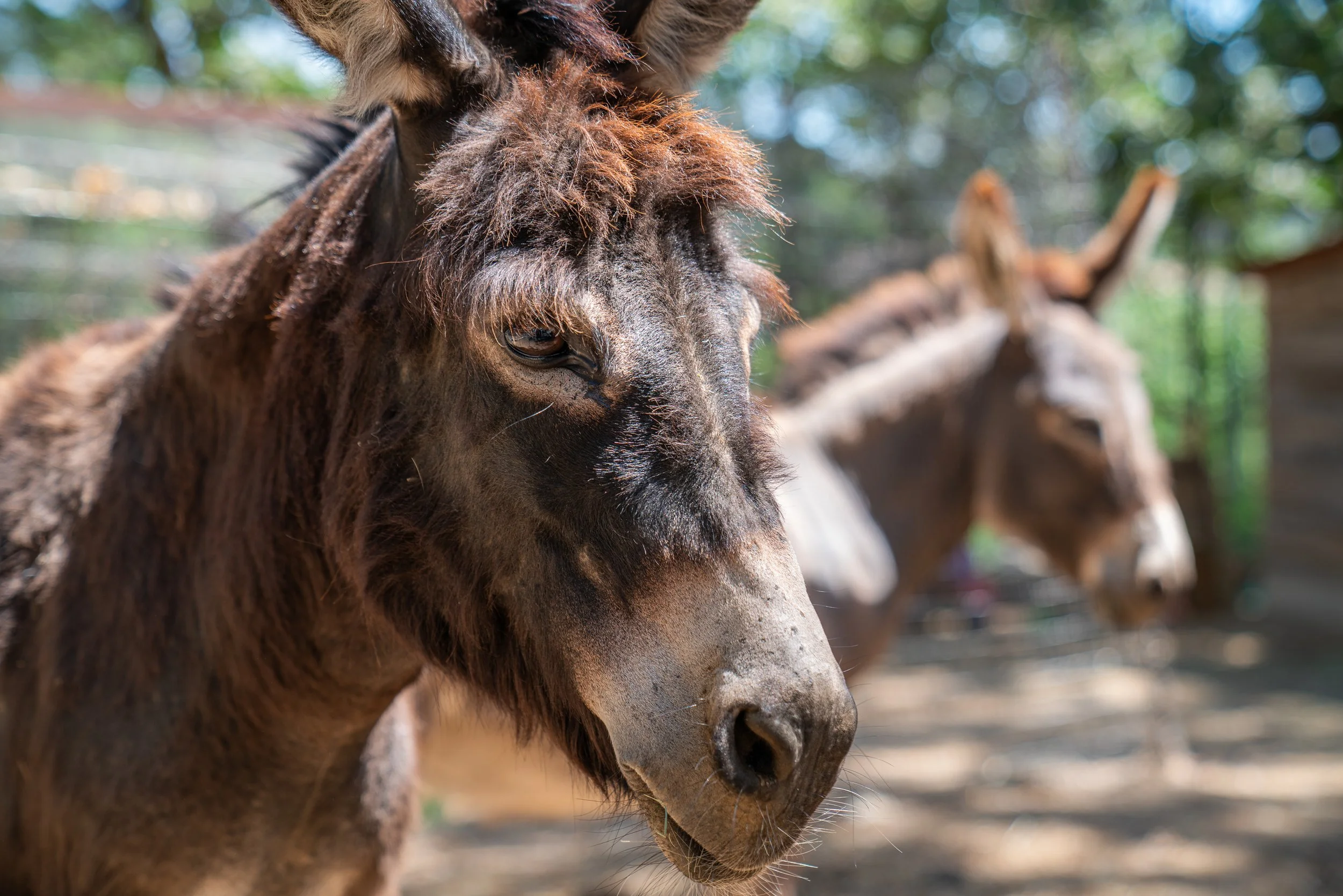 Close-up of two brown donkeys standing outdoors in a sunlit area with trees in the background.