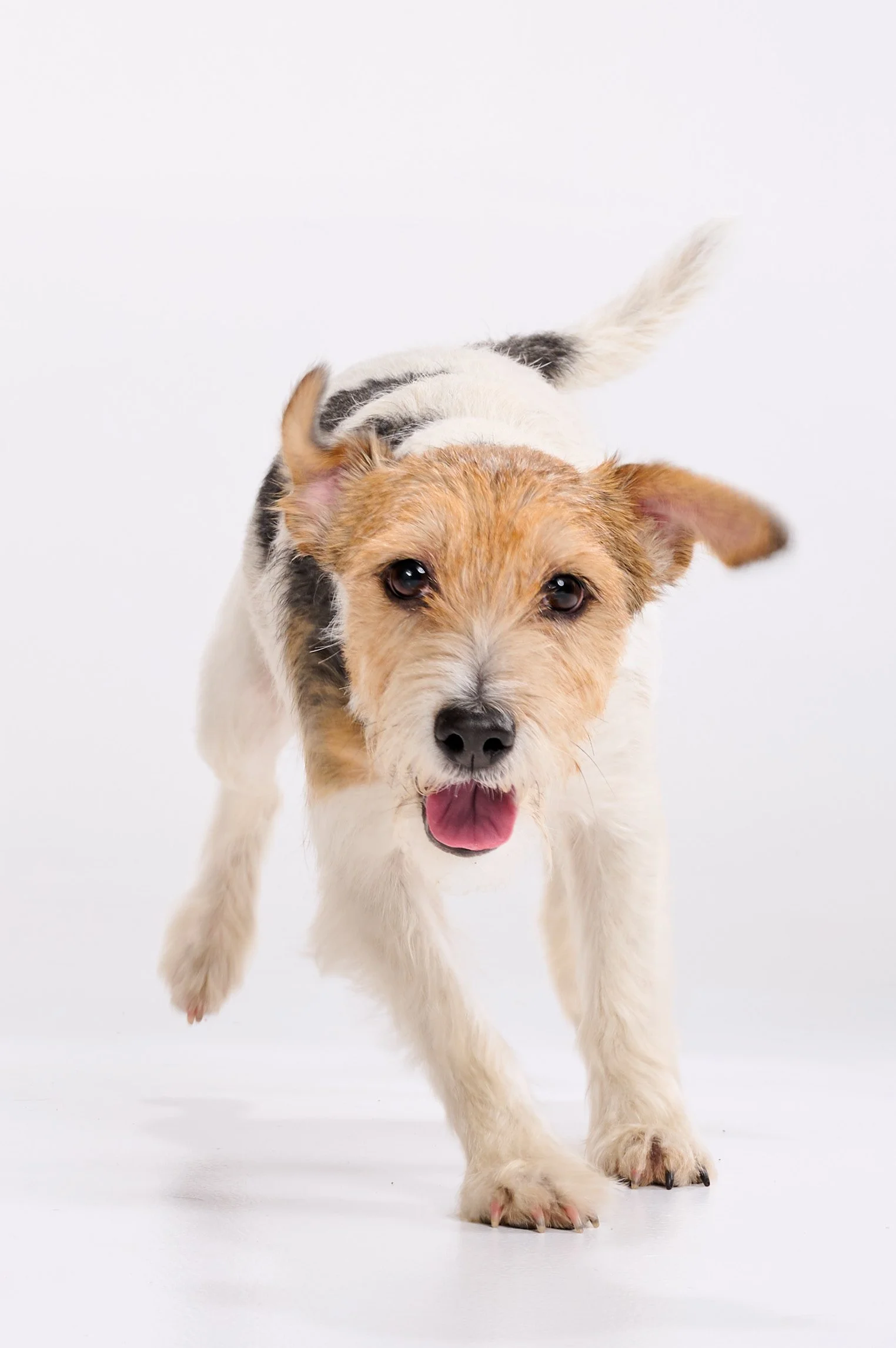 Koira kuva HH1_3447.jpg