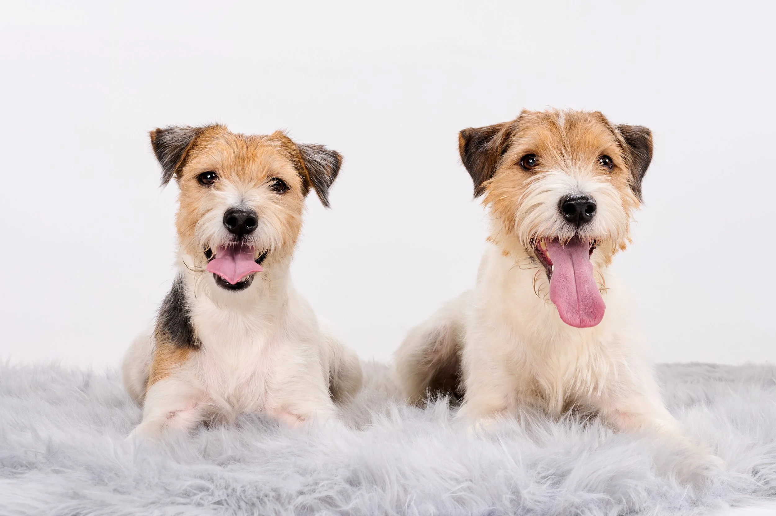 Koira kuva HH1_3479.jpg