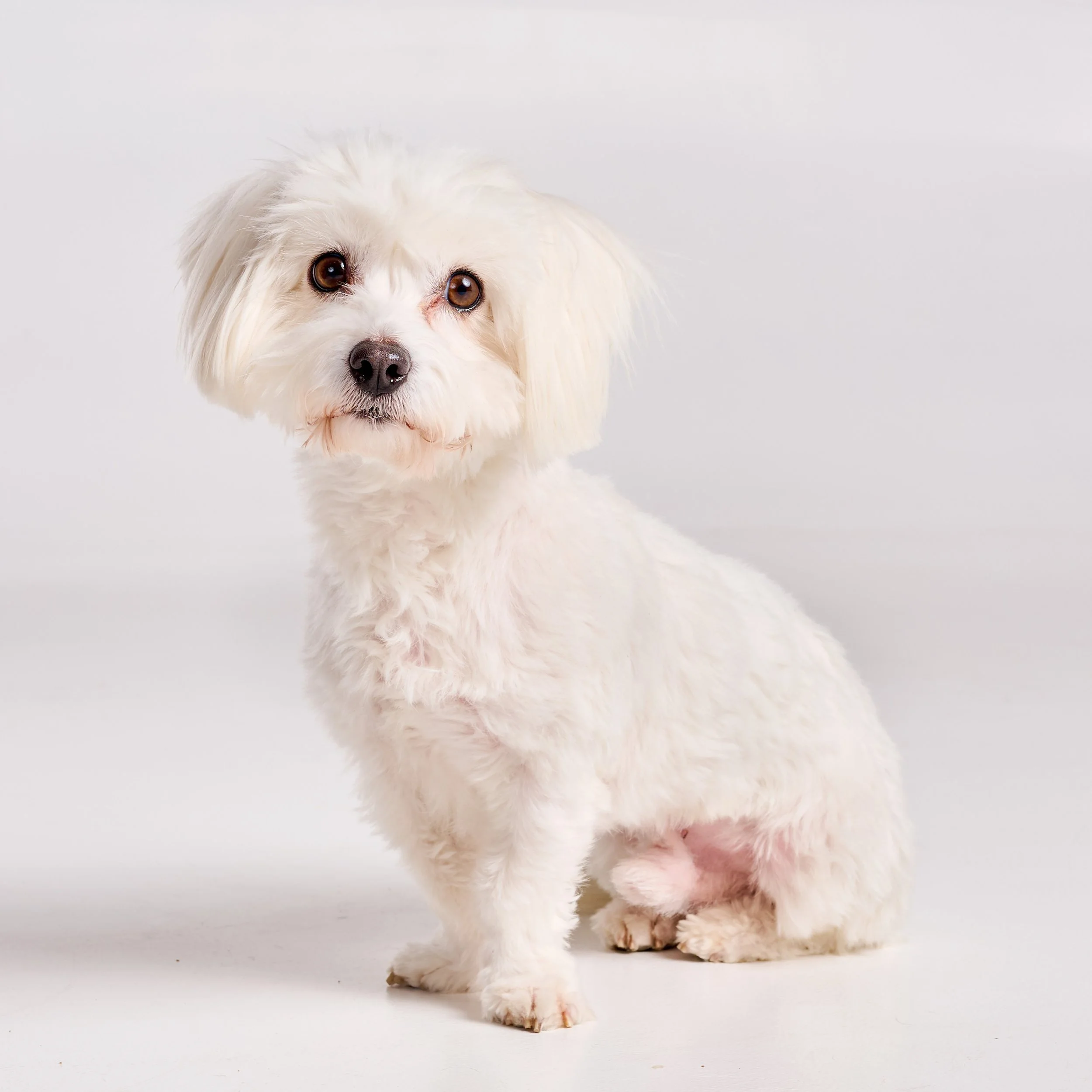 koirakuva_HH1_1122 copy.jpg