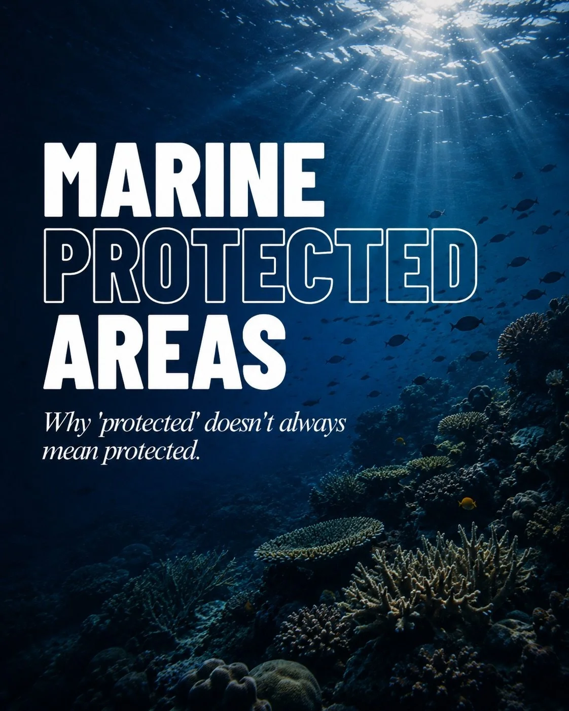 This Marine Protected Areas Day, we&rsquo;re celebrating the places created to give the ocean space to recover. 🌊

When MPAs are properly protected, wildlife returns, habitats rebuild, fish populations recover and coastal communities benefit.

But a