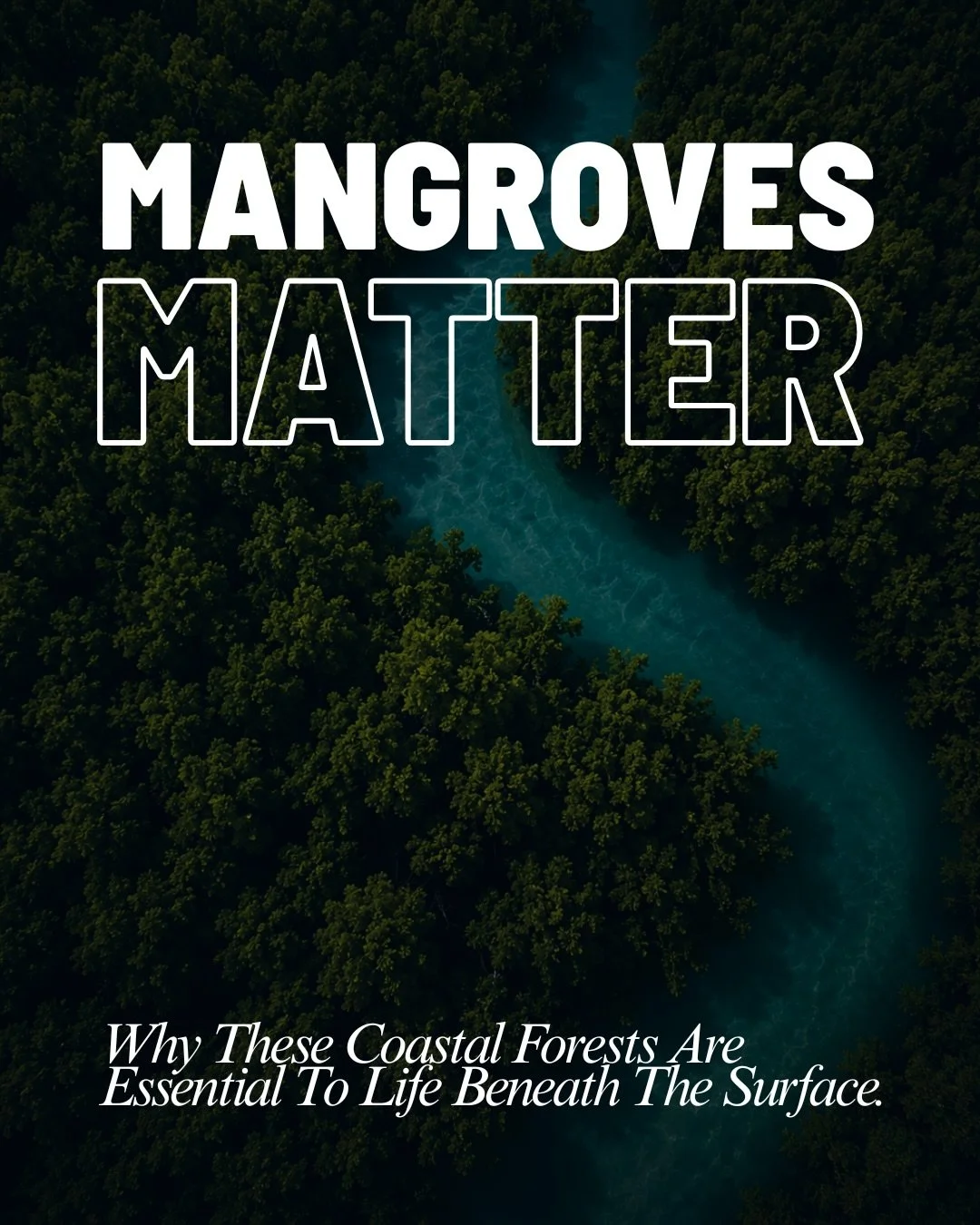 Think forests only belong on land? Think again🌱🌊

Mangroves are the ocean&rsquo;s hidden forests and they&rsquo;re doing far more than meets the eye.

From baby sharks finding shelter among their roots to coastlines protected from storms, these eco