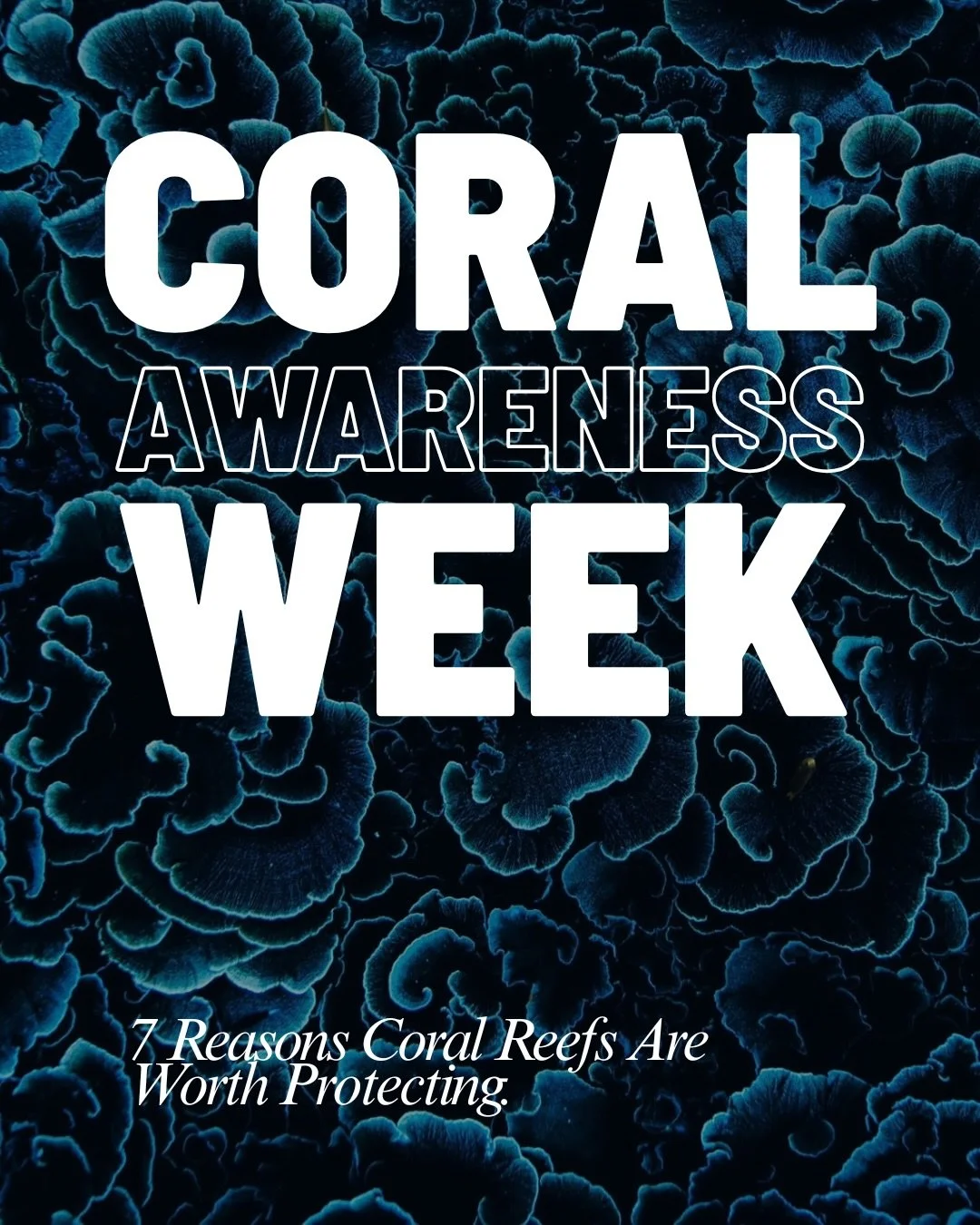 Coral Awareness Week 🪸

Tiny builders. 
Ancient ecosystems. 
Entire worlds beneath the waves.

Coral reefs hold more stories, species and secrets than we often realise. Here are A few reasons why these underwater wonders are worth protecting 🪸

#Co