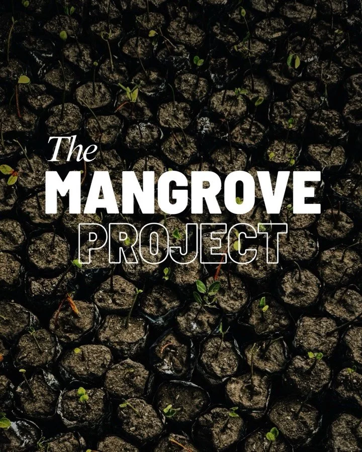 1,000 baby mangroves.
Two channel crossings.
One new nursery on Moyo Island.

This is the story.

@roctopusdivemoyoisland @mir.ctv 

🎥 | @indiaunderwater @indiabradshaw 

#Mangroves #MarineConservation #TheMangroveProject