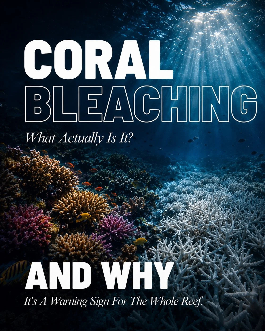 Coral bleaching doesn&rsquo;t mean coral is dead. It means it&rsquo;s in trouble. 🪸

When corals are stressed, most commonly by unusually warm water&hellip; they can expel the tiny algae living inside their tissues. Those algae provide much of their