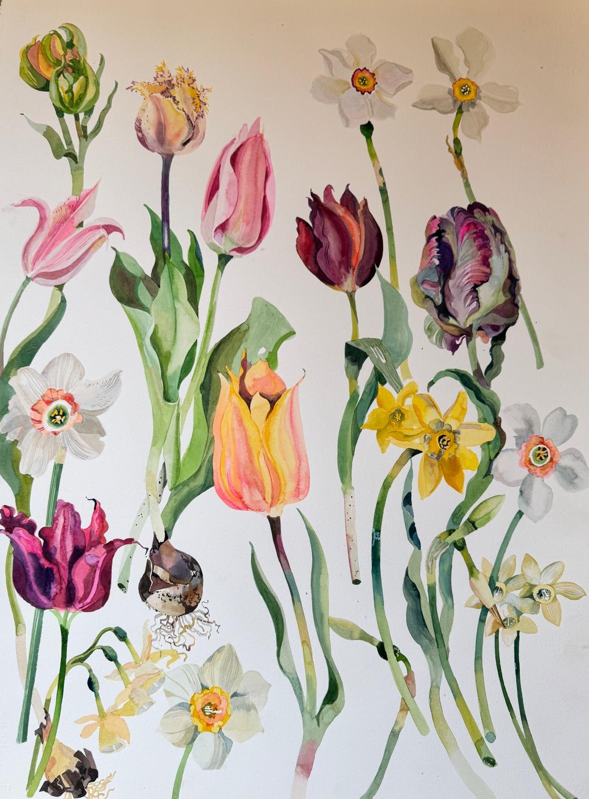 Tulips & Daffodils