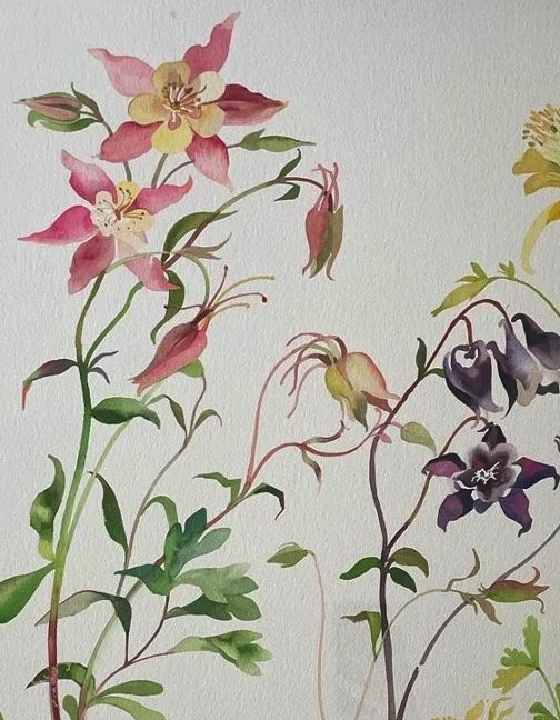 aquilegia.jpg